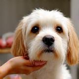 Bath and brush dog grooming service