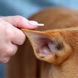 Pet ear cleaning service