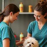 Pet hygiene consultation