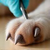 Nail trimming for pets
